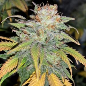Blue Cheese