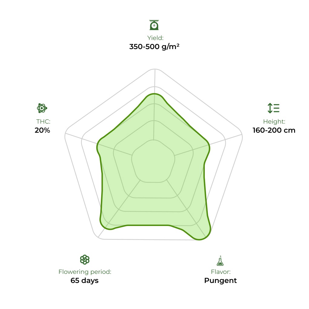 Blue Cheese technology radar 33stakana
