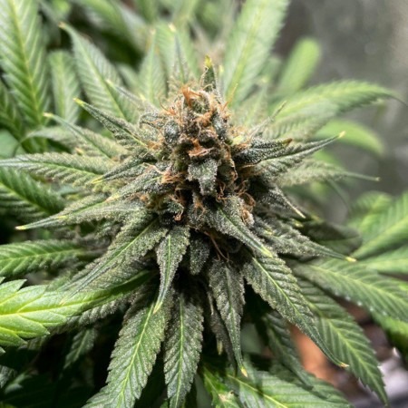 Blue Cheese Divine Seeds