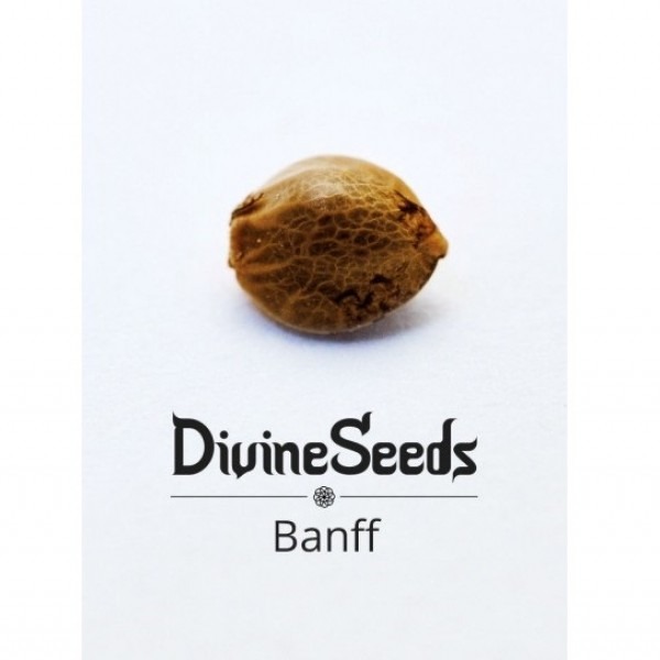 Bаnff от Divine Seeds