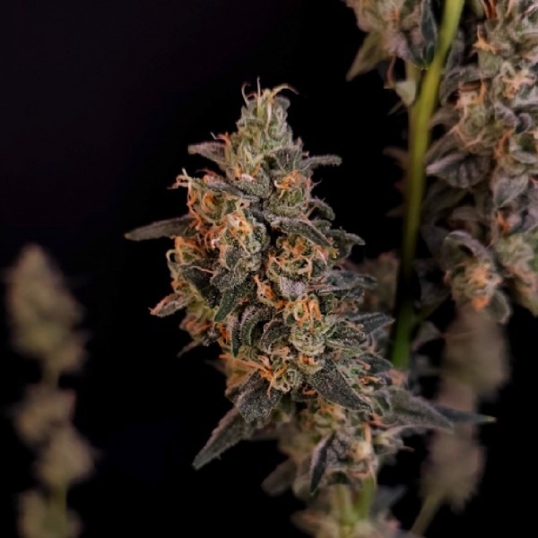 Auto Bubblegum photo