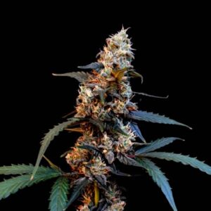 Auto Bubblegum