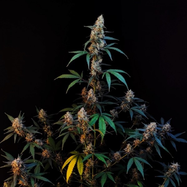 cannabis Auto Bubblegum