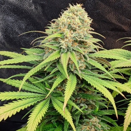 Кенді купити