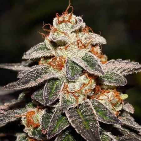 Сіндерела 99