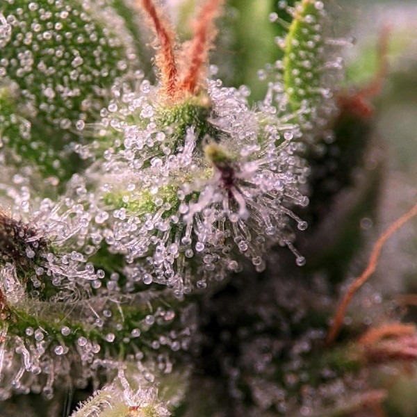 buy Colombian Gold Feminised