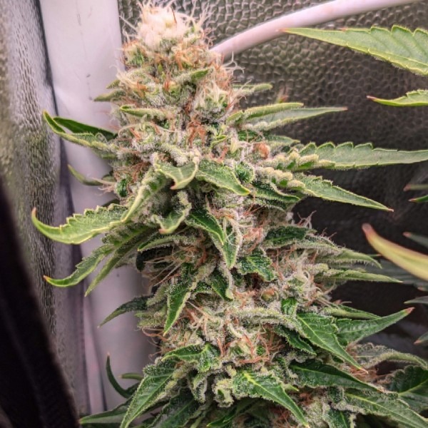 Колумбиан Голд фото