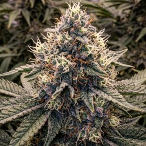 Cream Caramel F1 Fast Version (Sweet Seeds)
