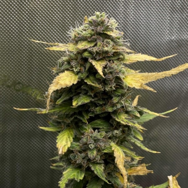 Auto Cream Caramel photo