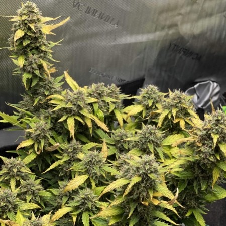 cannabis Auto Cream Caramel