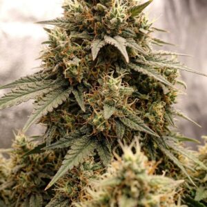 Cream Mandarine F1 Fast Version, Sweet Seeds