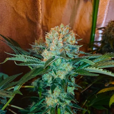 Крим Мандарин Фаст