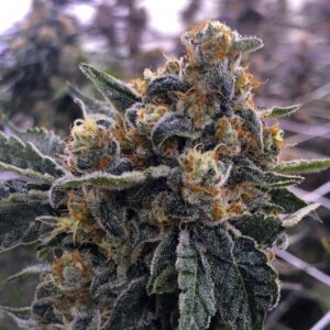 Auto Critical Jack