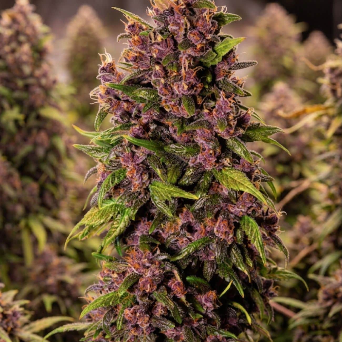 Crystal Meth Auto fem