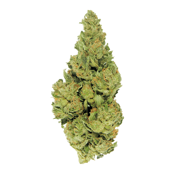 Auto Deadryder фото сорта