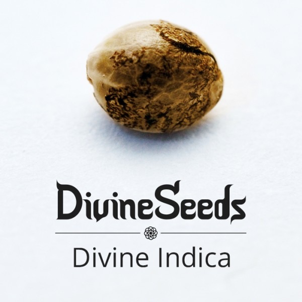 Дивайн Индика от Divine Seeds