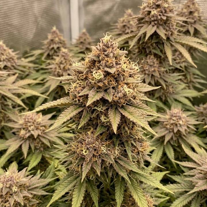 Divine OG Kush feminised 33 stakana