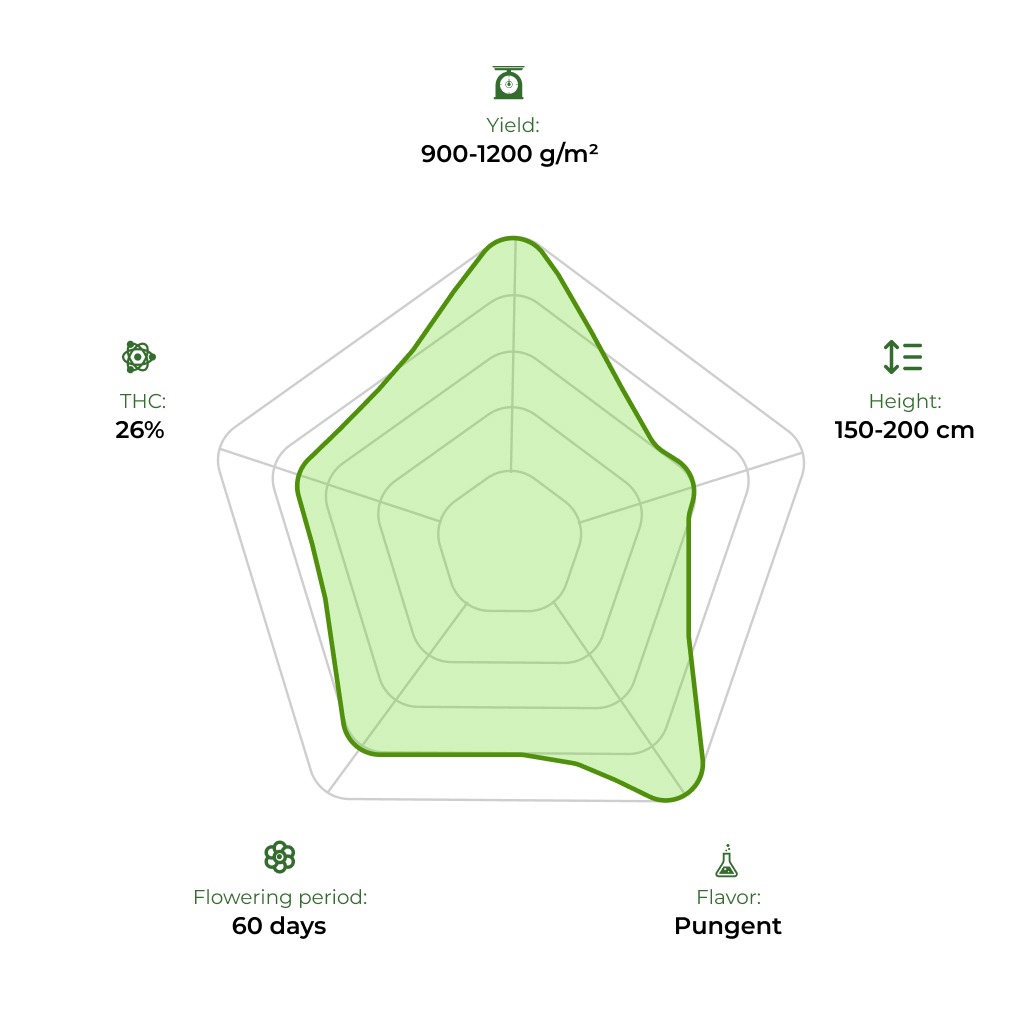 Divine OG Kush technology radar 33stakana