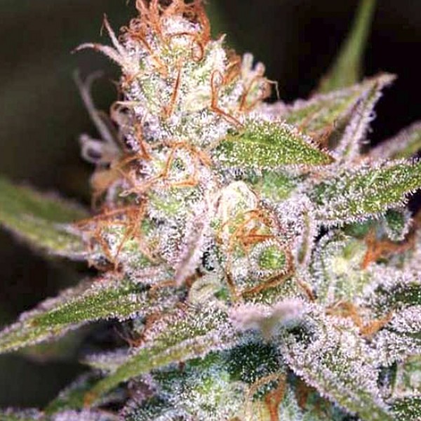 сорт насіння марихуани Divine Indica