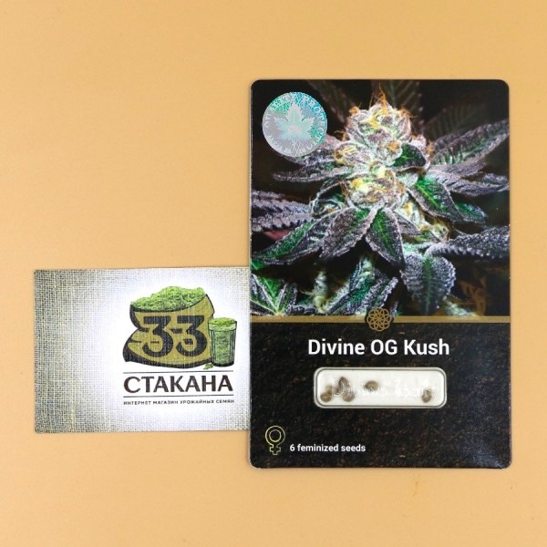 Divine OG Kush photo