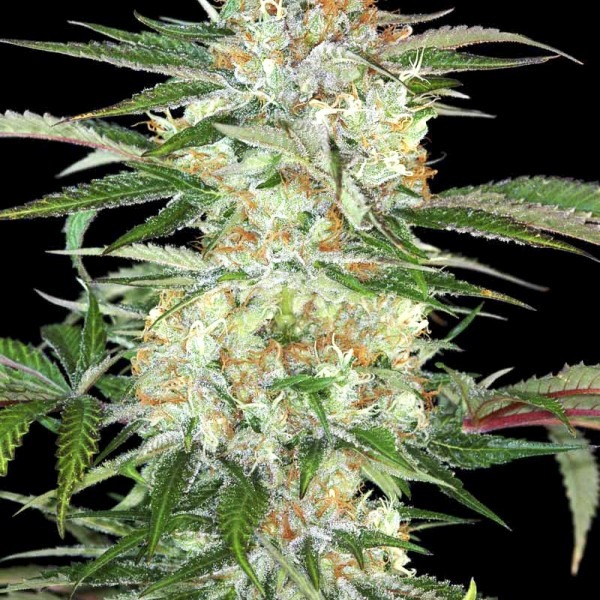 Divine Sativa photo
