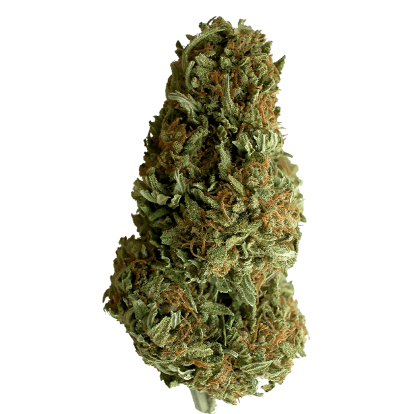 cannabis Divine Sativa photo