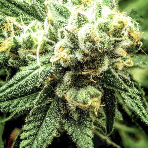 cannabis Divine Sativa