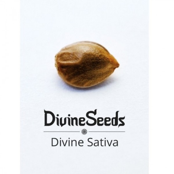 Divine Sativa THC 22-24%