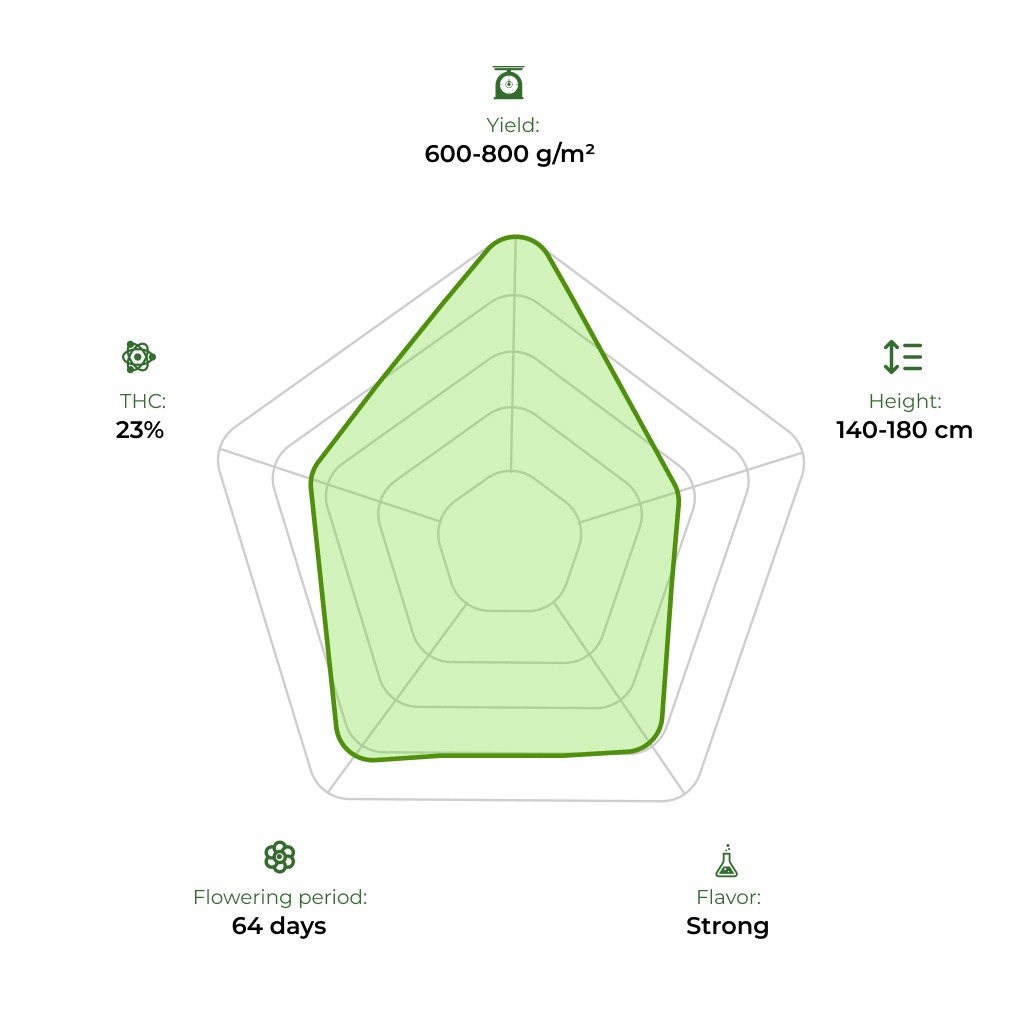 Euphoria technology radar 33stakana