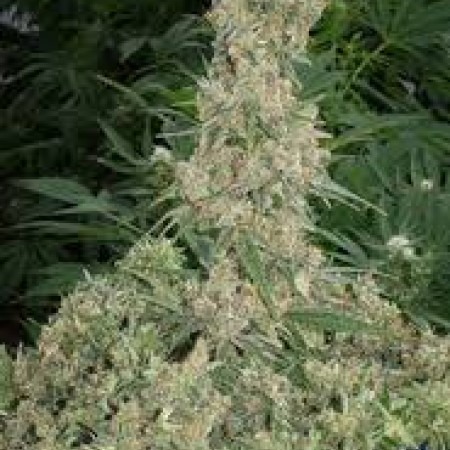 Far Out купити