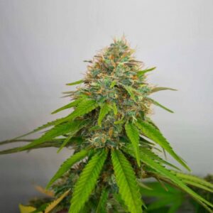 Gorilla Glue Fast