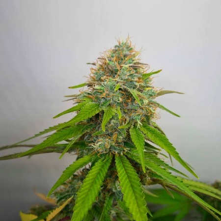 Gorilla Glue Fast photo