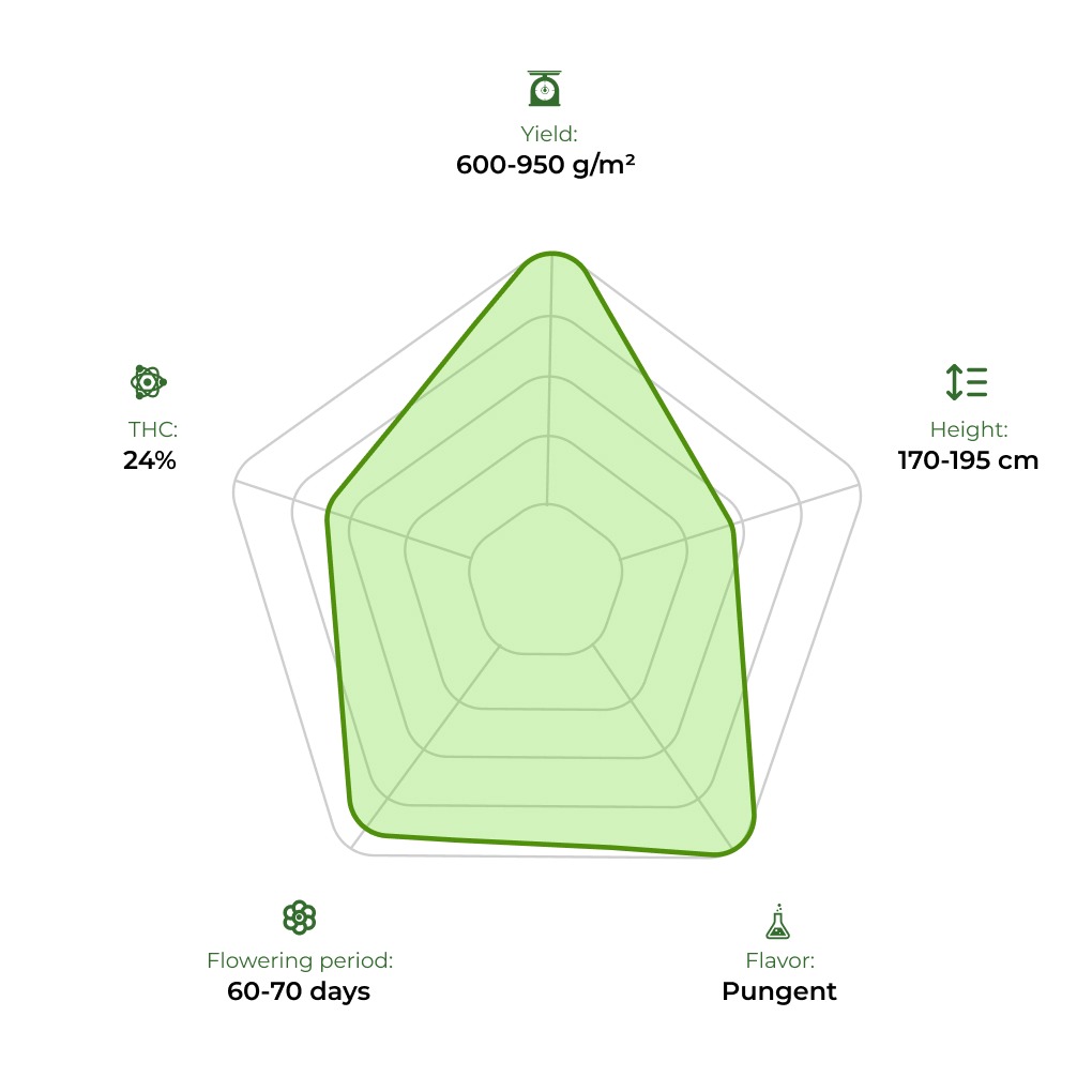 Fractal technology radar 33stakana