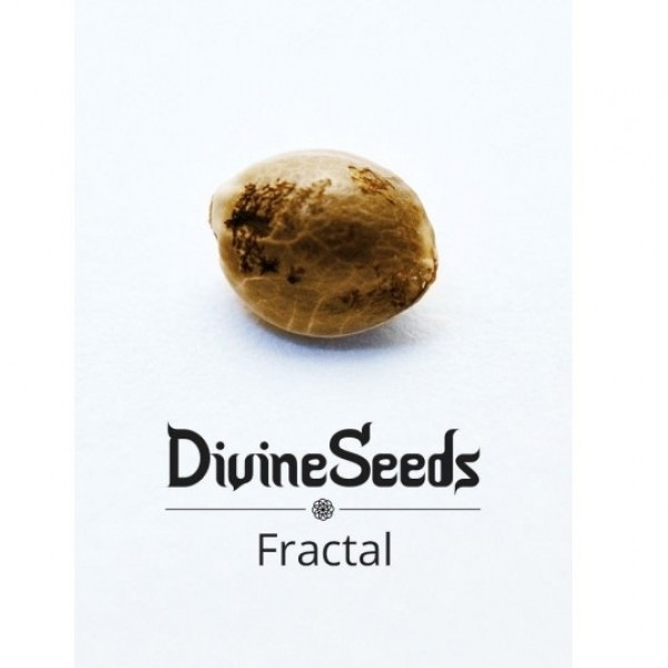 Фрактал від канадського сідбанку Divine Seeds