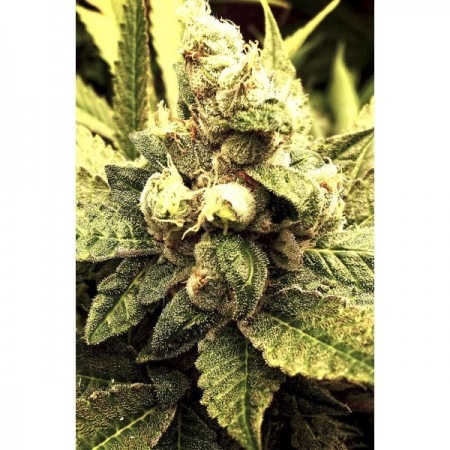 Fractal купить