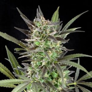 Durban Poison