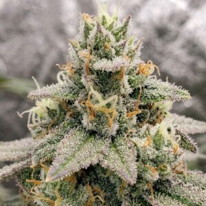 Gorilla Girl F1 Fast Version (Sweet Seeds)