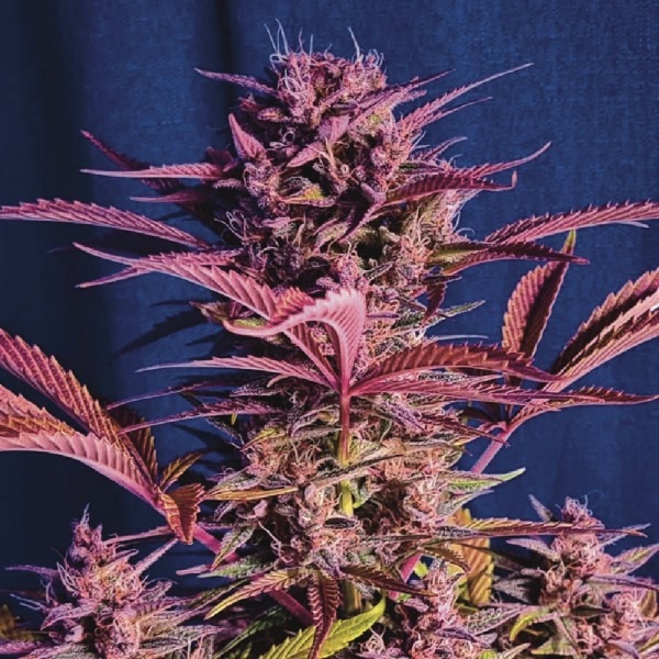 Auto Red Gorilla Girl XL photo