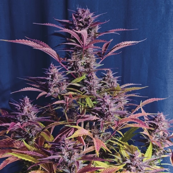 cannabis Auto Red Gorilla Girl XL