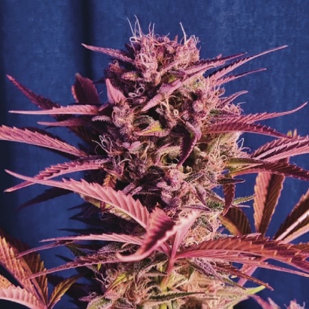 Auto Red Gorilla Girl XL