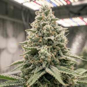 Gorilla Glue Fast