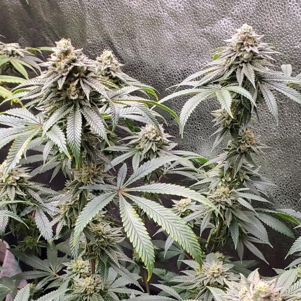 Горила герл ф1 фаст фото