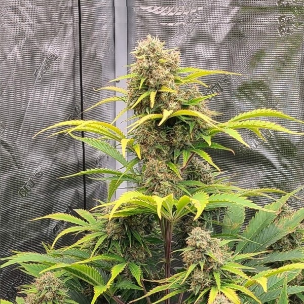 Grand Daddy Purple photo