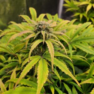 Grand Daddy Purple