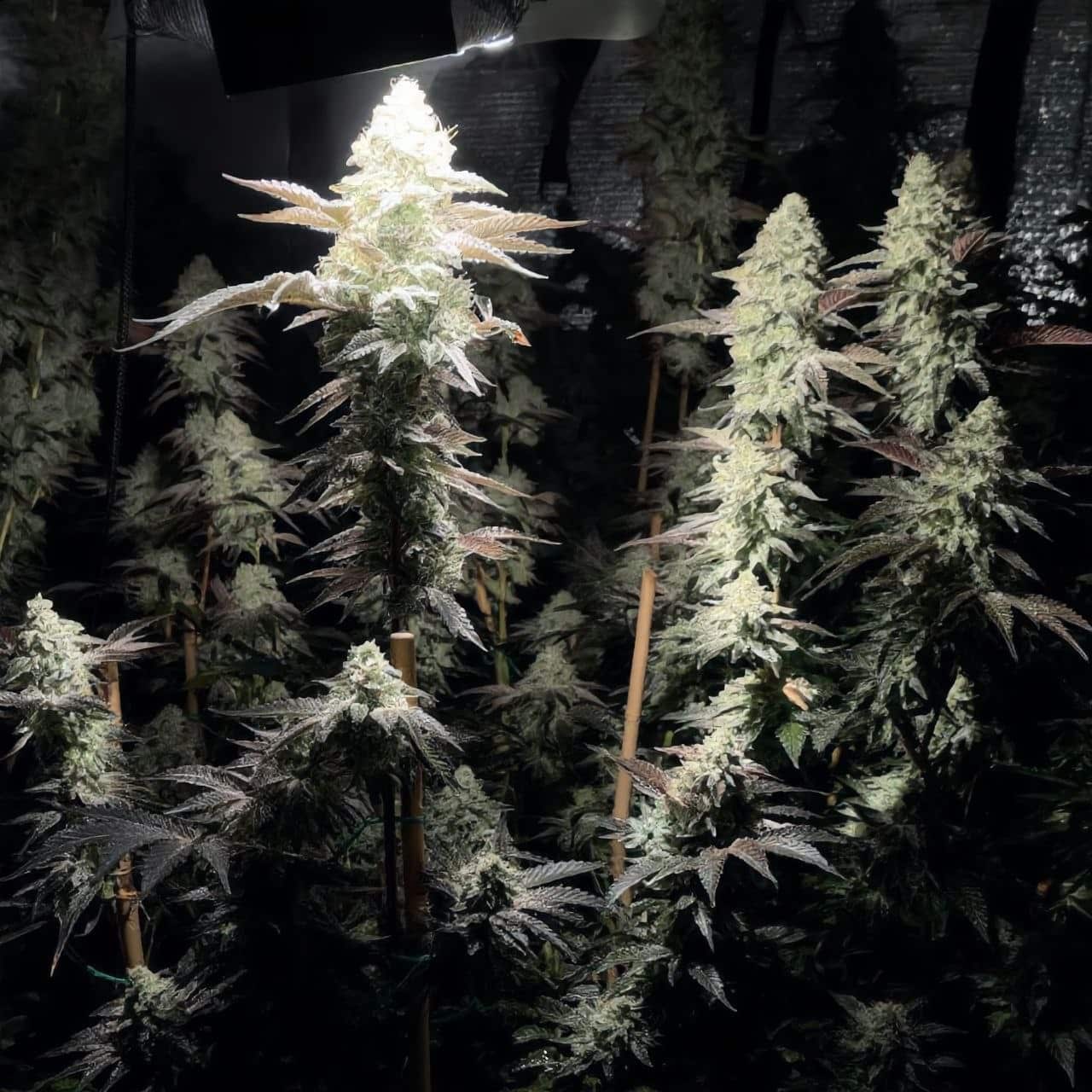 Granddaddy Purple fem