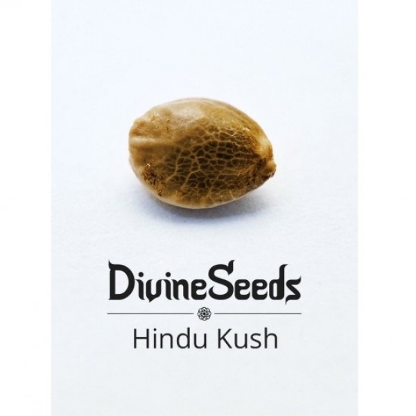 Авто Хінду Куш від Divine Seeds