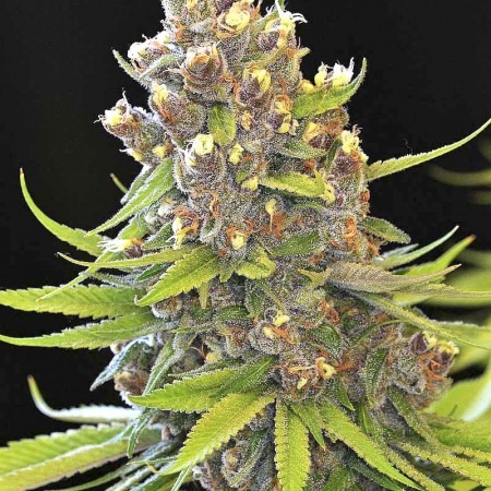 Auto Hindu Kush купить