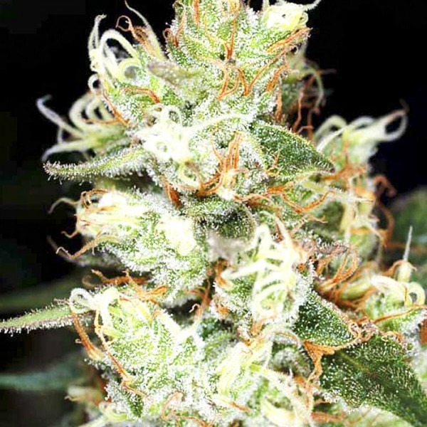 Auto Hindu Kush photo