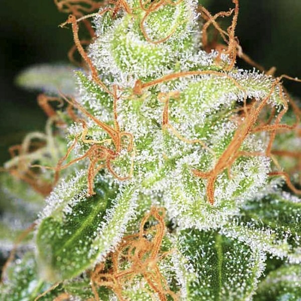 сорт марихуаны Auto Hindu Kush