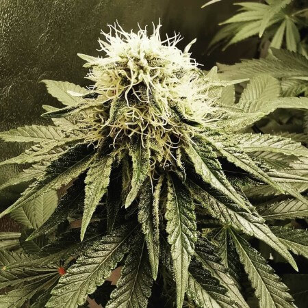 Авто Айс Кул